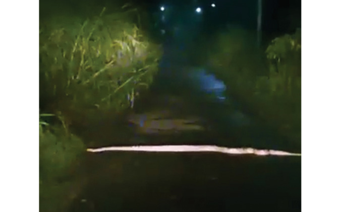 Tangkapan layar video warga yang merekam ular sanca kembang saat melintas di tengah jalan. (ISTIMEWA)