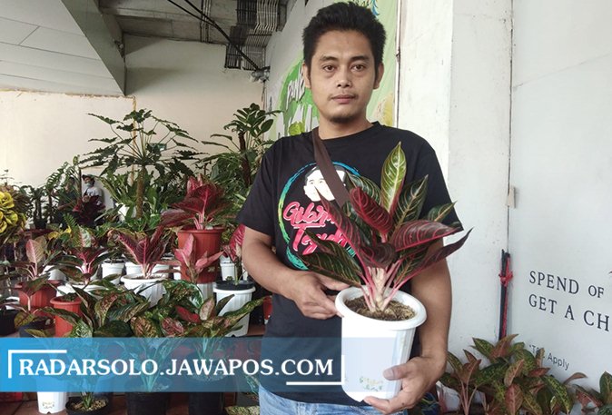 EKSOTIS: Slamet Waluyo menunjukkan salah satu Aglonema Red Sumatra koleksinya. (MARETHA RP/ RADAR SOLO)
