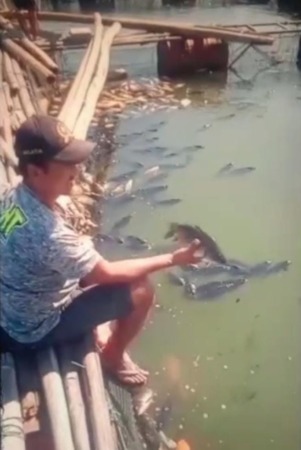 TERANCAM MERUGI: Petani keramba Waduk Kedung Ombo Sumberlawang menunjukkan ikan-ikannya yang mati. (AHMAD KHAIRUDIN/RADAR SOLO)