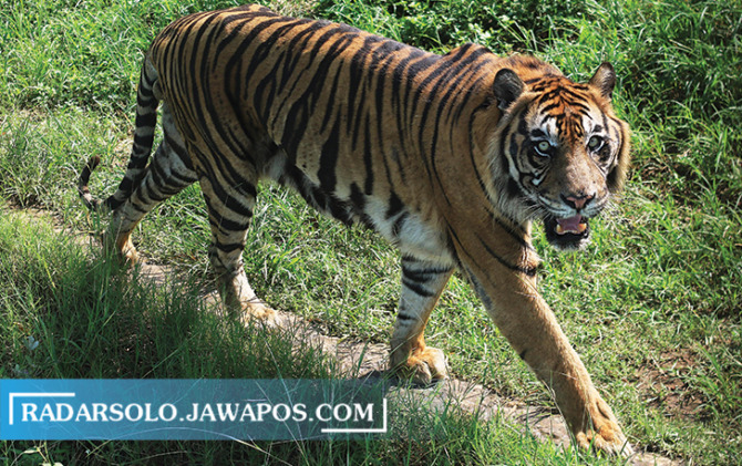 SUPERLANGKA: Harimau sumatera yang dipelihara dengan baik di Taman Satwa Taru Jurug. (ARIEF BUDIMAN/RADAR SOLO)