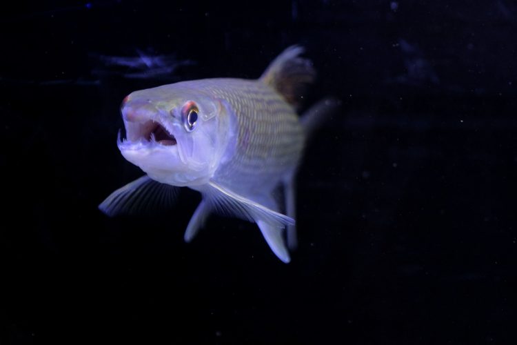 Postur Odoe Pike mirip Goliath Tiger. Namun menurut sejumlah penghobi ini versi murahnya. (Imam Husein/Jawa Pos)