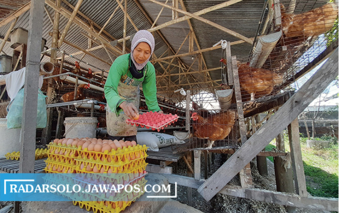 PERMINTAAN MELONKENA IMBAS: Meski harga telur di pasaran naik, tapi kondisi peternak ayam petelur juga belum terlalu menggembirakan. (RAGIL LISTIYO/RADAR SOLO)