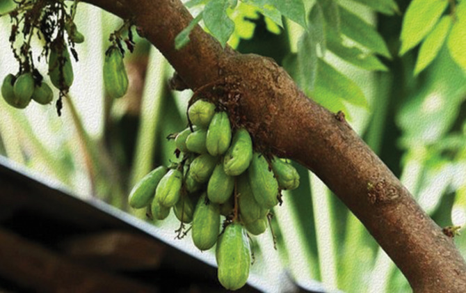 Buah belimbing wuluh.