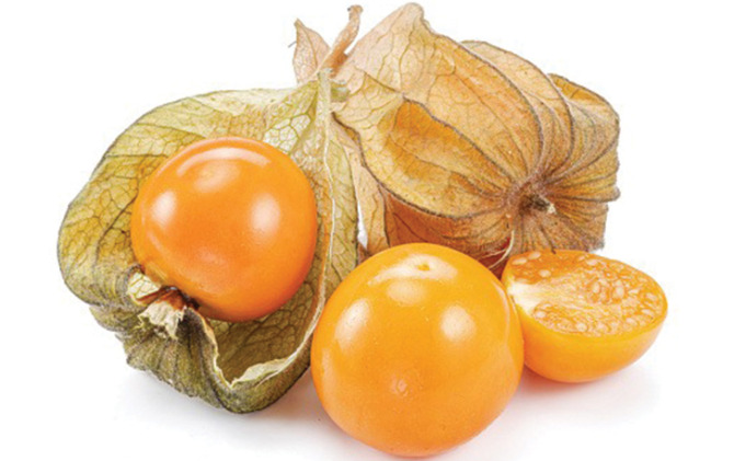 Ilustrasi buah ciplukan yang sudah matang.