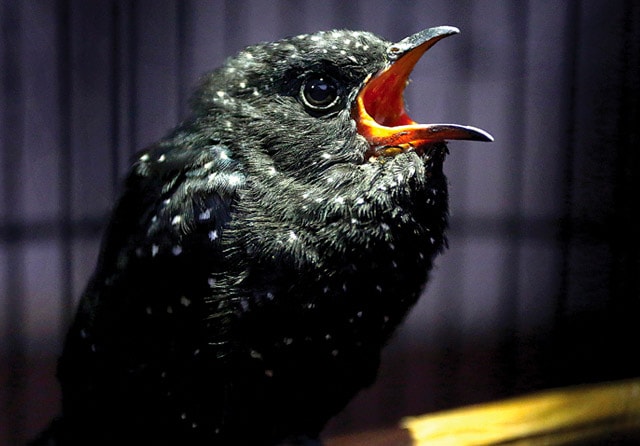 WARNA MENARIK: Motif bintik-bintik putih pada kedasih hitam muda ini akan memudar menjadi hitam pekat ketika dewasa. (Salman Toyibi/Jawa Pos)