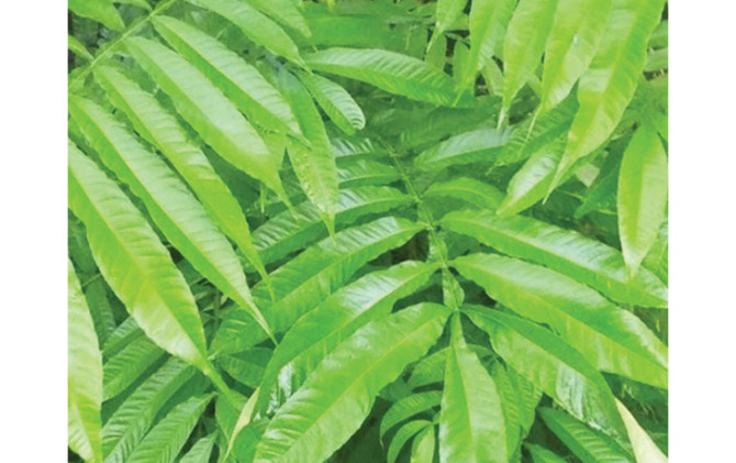 Daun sungkai.