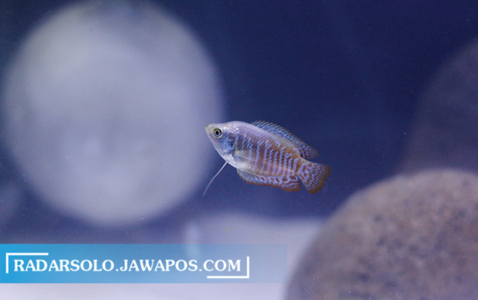 IMUT: Dwarf gourami dengan habitat asli Bangladesh, India, hingga Pakistan mulai banyak dibudidayakan. (M. IHSAN/RADAR SOLO)