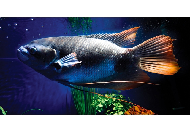 BUKAN GURAMI BIASA: Gurami red tail punya ciri warna kontras merah pada sirip bawah, dorsal, sampai ekor. Ia bukan jenis ikan yang aktif berenang. Jadi, sebaiknya dipilihkan tankmate yang lincah. (Puguh Sudjiatmiko/Jawa Pos)