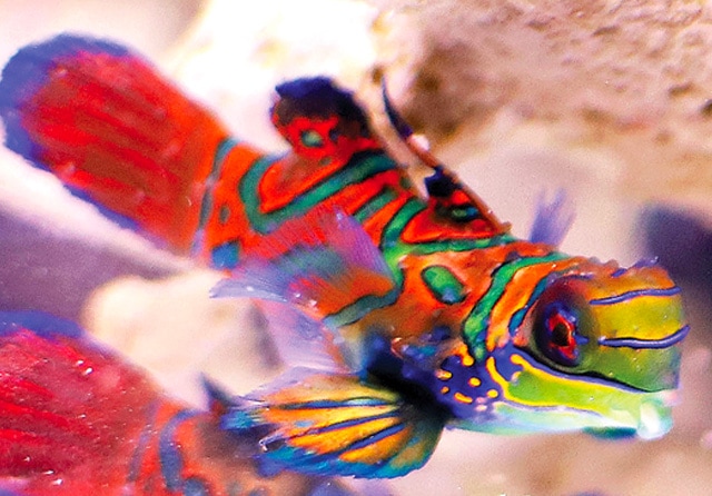 KONTRAS: Berpadu dengan warna terumbu karang yang netral, ikan mandarin tampak begitu mencolok. Foto kiri, ikan mandarin menjelajah dengan nyaman di dasar akuarium. (Hanung Hambara/Jawa Pos)