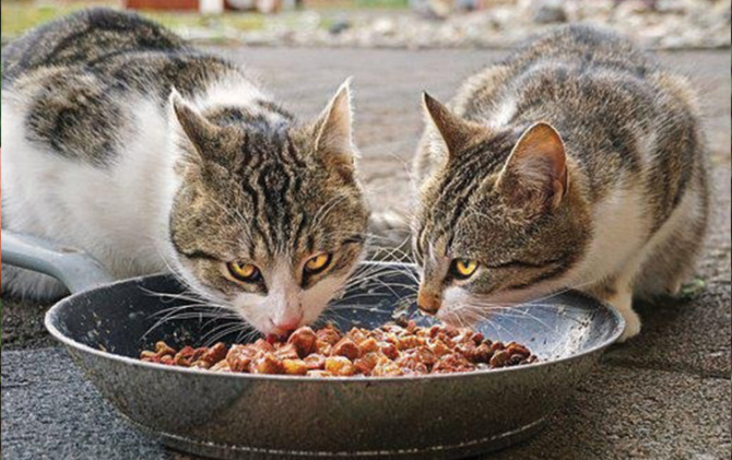 Ilustrasi kucing sedang makan sesuai kebutuhannya. (ISTIMEWA)