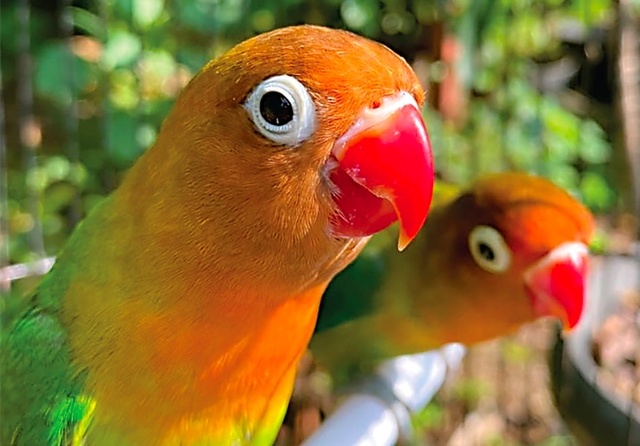 JADI INCARAN: Love bird milik Dani Susanto yang diminati banyak orang. Mengenali karakter tiap burung dan konsisten merawat jadi kunci. (Dani Susanto for Jawa Pos)