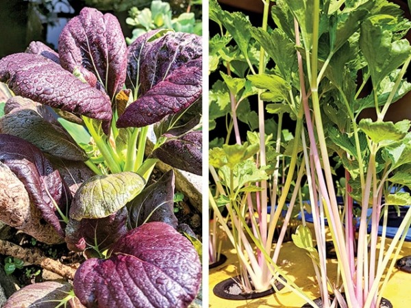 DITANAM DARI BIJI: Beberapa tanaman ungu sukses ditanam Shinta Amalia. Di antaranya, kacang koro, pakcoy, dan seledri batang ungu. (SHINTA AMALIA FOR JAWA POS)