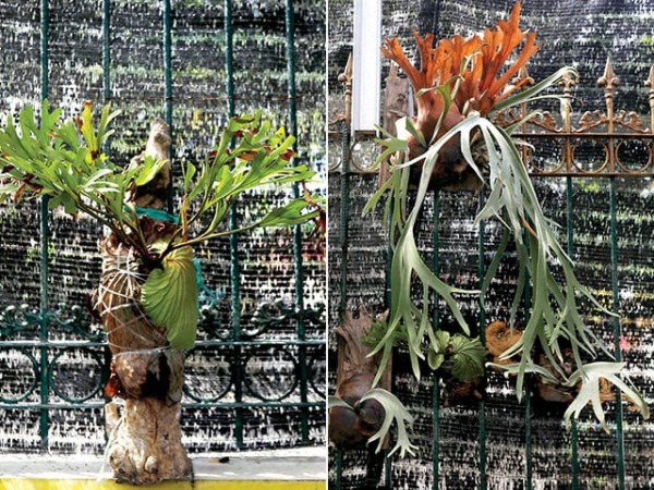 BAGUS DIGANTUNG: Beberapa paku tanduk rusa apik menghias pagar rumah. Pemeliharaan tanaman ini relatif mudah. (PUGUH SUJIATMIKO/JAWA POS)