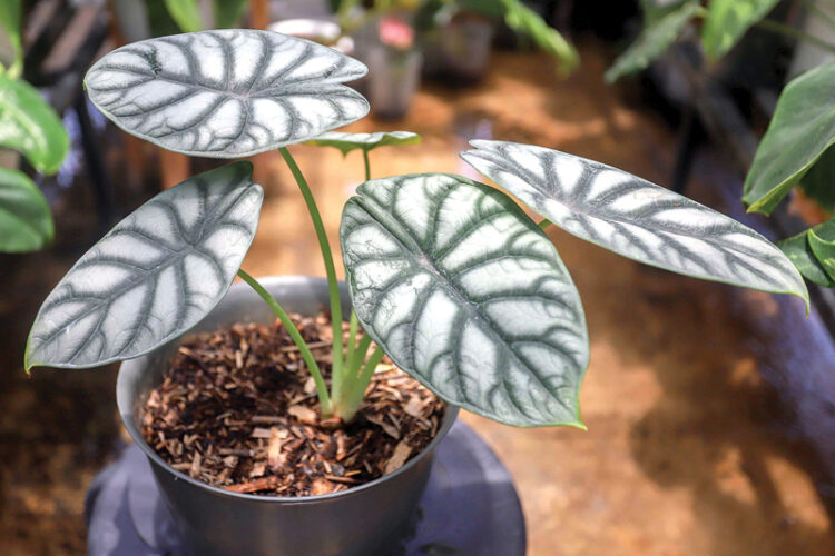 Alocasia Dragon Silver (ALLEX QOMARULLA/JAWA POS)