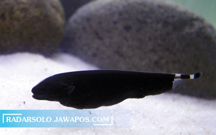 BERUMUR PANJANG: Ikan hantu hitam relatif sensitif dengan cahaya terang. Ketika dewasa, panjangnya bisa mencapai puluhan sentimeter. (ARIEF BUDIMAN/RADAR SOLO)