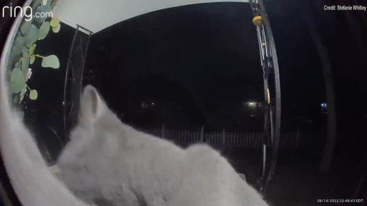 Tangkapan layar saat Lily (kucing peliharaan Stefanie Whitley) memencet bel rumah tuannya (Live USA Today)