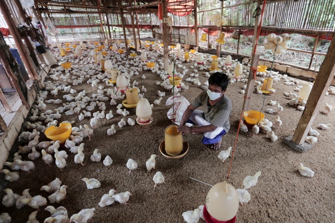 Ilustrasi peternakan ayam (Dery Ridwansah/JawaPos.com)