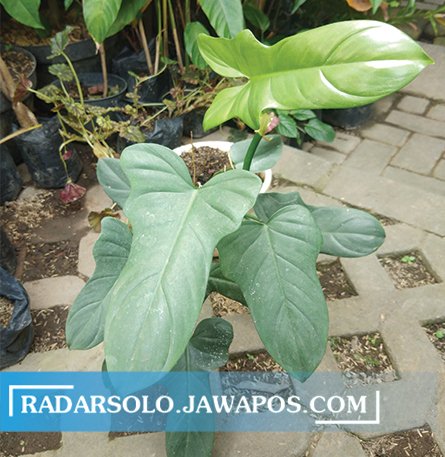 UNIK: Philodendron Bipennifolium memiliki daun berbentuk kepala kuda dengan bagian tengahnya seperti tabung gitar atau biola. (NILA KARTIKA/RADAR SOLO)
