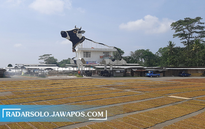 HASIL PANEN: Tembakau rajangan dijemur di Pasar Jelok, Cepogo. Turunnya harga tembakau membuat petani merugi. (RAGIL LISTIYO/RADAR SOLO)