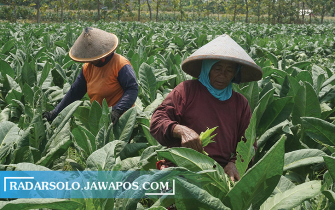 PEMETIKAN: Buruh tani tembakau beraktivitas di lahan Desa/Kecamatan Kalikotes. (ANGGA PURENDA/RADAR SOLO)
