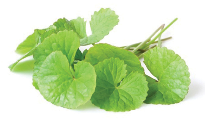 Daun pegagan.