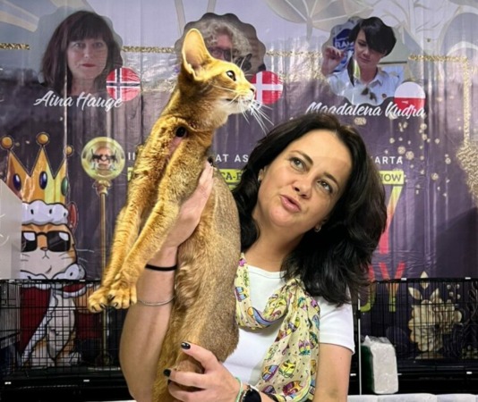 Salah satu peserta International Cat Show yang diselenggarakan di Mall Kuningan City, Jakarta (Istimewa)