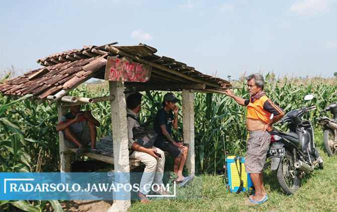 DITANAMI JAGUNG: Lahan persawahan Desa Bonagung, Tanon masuk zona industri berdasarkan Perda RTRW. (AHMAD KHAIRUDIN/RADAR SOLO)