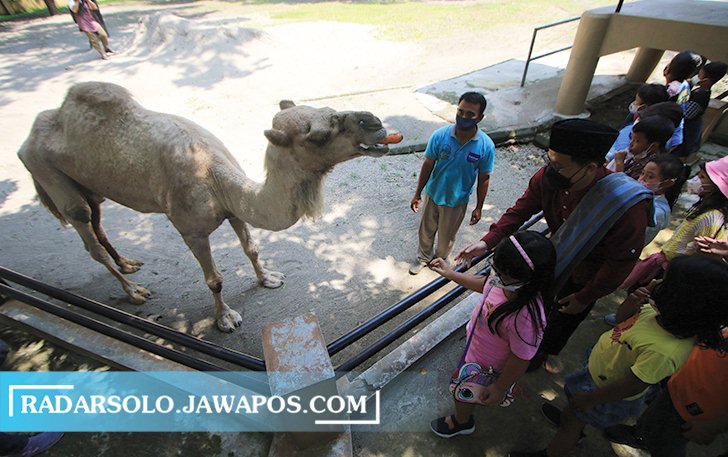 NGGAK GAMPANG PANIK: Unta punuk satu koleksi TSTJ. Sifatnya yang ramah membuat pengunjung tempat konservasi tersebut merasa nyaman saat berinteraksi. (ARIEF BUDIMAN/RADAR SOLO)