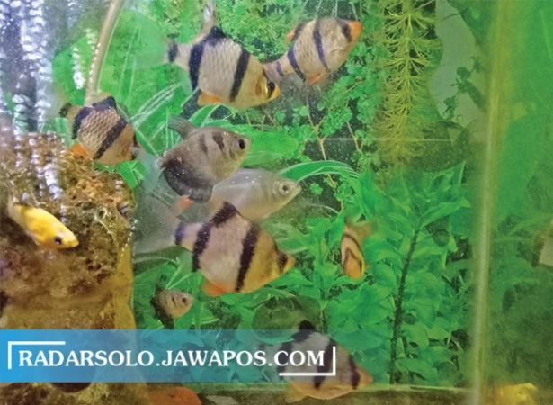 SI LORENG: Ikan sumatera tidak memerlukan perawatan yang jelimet. Ikan jenis ini lebih tangguh saat beradaptasi dengan lingkungannya. (SILVESTER KURNIAWAN/RADAR SOLO)