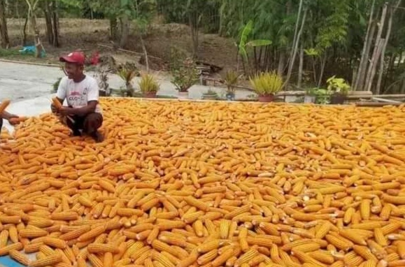 TERDAMPAK: Petani jagung Sumberlawang merasakan turunnya harga jagung. (KODIM 0725 SRAGEN FOR RADAR SOLO)