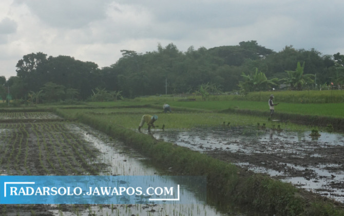 BERKAH HUJAN: Lahan pertanian di Desa Padas, Kecamatan Karanganom mulai musim tanam. (ANGGA PURENDA/RADAR SOLO)