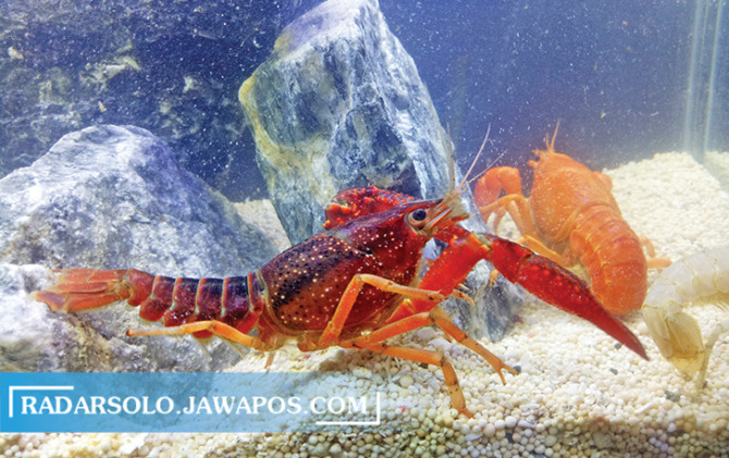 SUKA BERSEMBUNYI: Lobster hias dapat dipelihara secara komunal dalam akuarium. Perawatannya relatif mudah. (SILVESTER KURNIAWAN/RADAR SOLO)