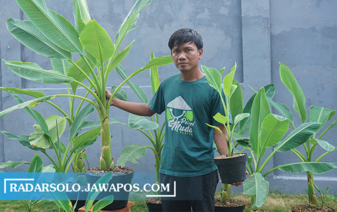 TANAMAN IMPORT; Ruli Hermawan menunjukkan koleksi  Musella Lasiocarpa atau pisang kerdil miliknya. Tanaman ini tergolong jenis pisang yang unik karena ukurannya lebih mini dibanding pisang pada umumnya. (SEPTINA FADYA/RADAR SOLO)
