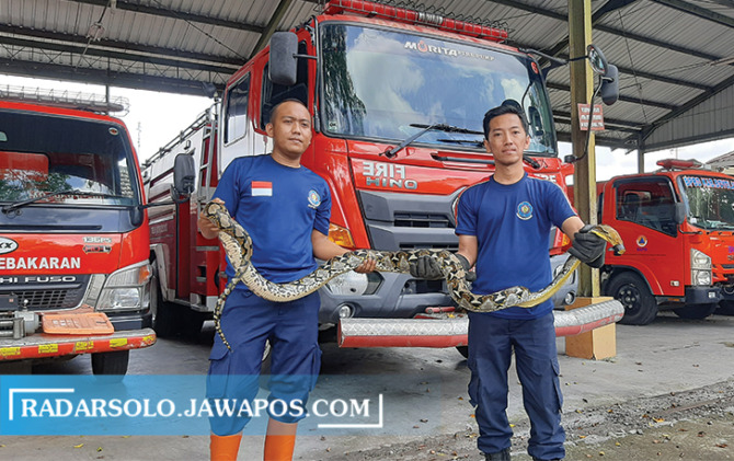 BANYAK TUGAS: Petugas Damkar Kabupaten Boyolali menunjukkan salah satu ular piton yang dievakuasi. (RAGIL LISTIYO/RADAR SOLO)