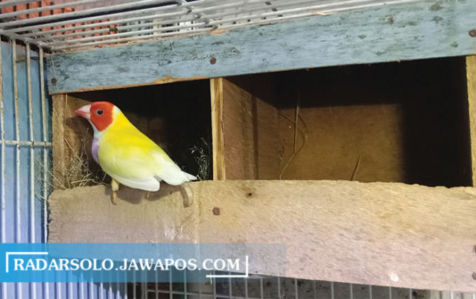 EKSOTIS: Burung Gould Amadin memiliki daya tarik pada warna bulunya, namun harus ekstra hati-hati dalam dibudidayakan karena sangat rentan mati. (SILVESTER KURNIAWAN/RADAR SOLO)