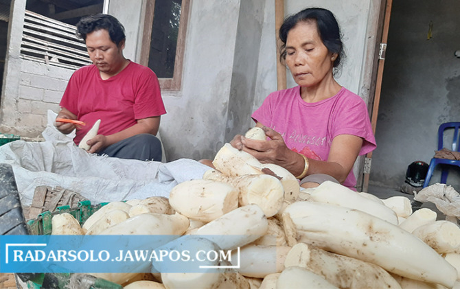 TAK BERHENTI: Maryati sedang membersihkan ketela sebagai bahan utama pembuatan tapai di rumahnya kemarin. (RAGIL LISTIYO/RADAR SOLO)