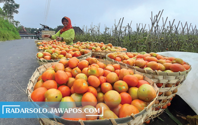 Ilustrasi petani tomat di Kecamatan Selo, Kabupaten Boyolali.