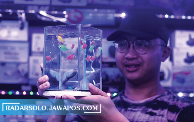 KAYA WARNA: Glow fish semakin banyak penggemarnya. Ikan ini memiliki warna cerah dan cocok dipelihari secara berkelompok. (M. IHSAN/RADAR SOLO)