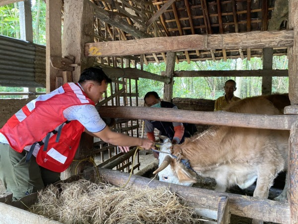 Petugas PMI Sukoharjo tengah melakukan pemasangan eartag di salah satu sapi milik warga Sukoharjo. (IWAN KAWUL/RADAR SOLO)