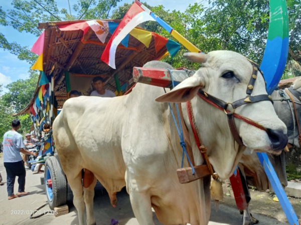 Gerobak sapi menjadi salah satu maskot dari Desa Wisata Tibayan. Fasilitas ini dapat dipakai untuk berkeliling desa setempat. (DOK.DISKOMINFO KLATEN)