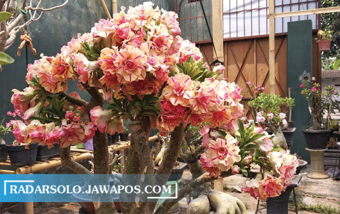 MUDAH DIRAWAT: Adenium atau yang tenar disebut kamboja Jepang hanya butuh disiram air lima hari sekali. (SEPTINA FADYA/RADAR SOLO)