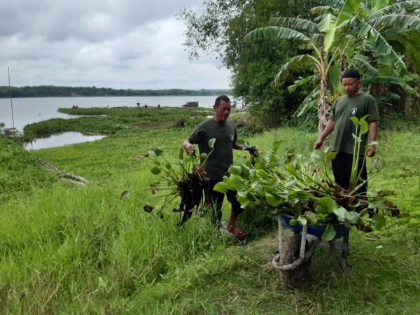 Petani mengumpulkan enceng gondok dari perairan Waduk Cengklik, Boyolali untuk digunakan sebagai bahan pembuatan pupuk organik, Senin (7/11/2022). (SEPTINA FADIA PUTRI/RADAR SOLO)