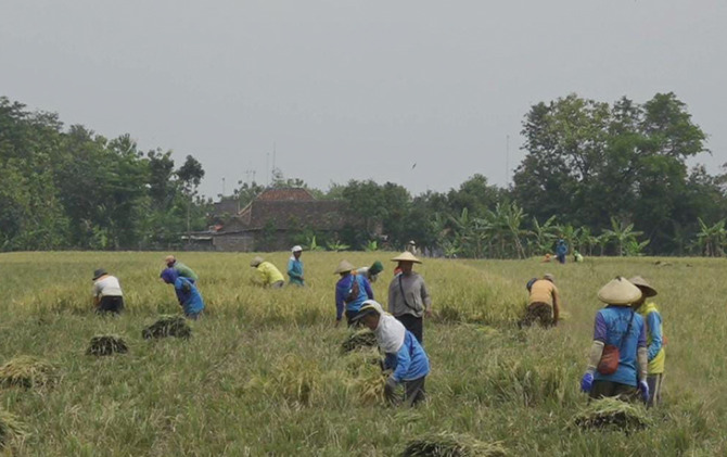 Para petani di Desa Guworejo, Kecamatan Karangmalang, Sragen tengah memanen padi. Mereka kini bisa panen tiga kali dalam setahun berkat Gerakan Seribu Embung Ganjar Pranowo.
