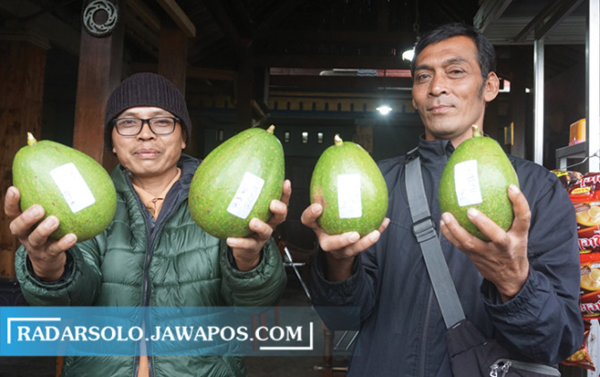 PENGEMBANGAN: Hasil panen alpukat petani di Desa Sidorejo, Kecamatan Kemalang. (ANGGA PURENDA/RADAR SOLO)