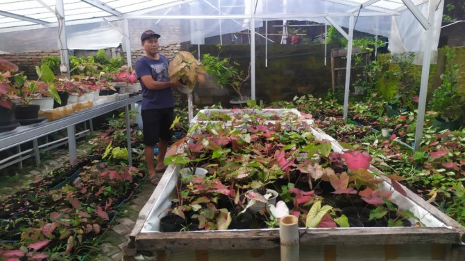 CINTA TANAMAN: Taufik Amirudin Sidik di kebun rumah yang dipenuhi Caladium. (SEPTINA FADYA/RADAR SOLO)