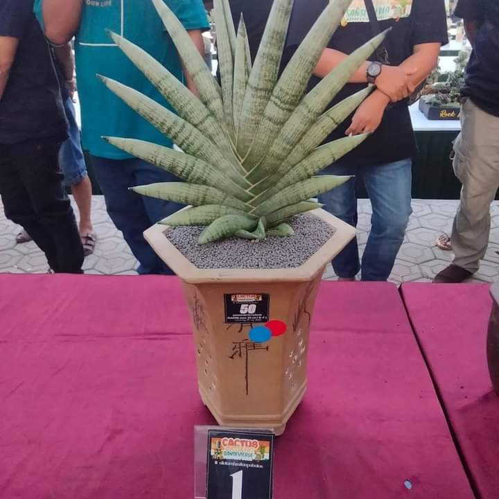 PUNYA B ANYAK JENIS: Salah satu Lidah Mertua (Sansevieria) yang popular di kalangan pecinta tanaman. (SEPTINA FADYA/RADAR SOLO)