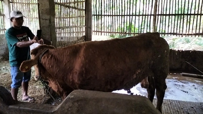 TERDAPAT BENJOLAN: Sapi yang terkena lumpy skin desease (LSD) di Desa Tegalgiri, Kecamatan Nogosari. (RAGIL LISTIYO/RADAR SOLO)
