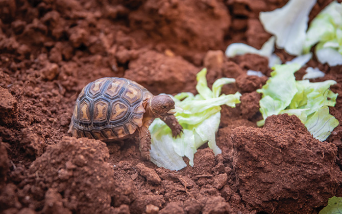 MENU SEGAR: Sulcata merupakan pemakan tumbuh-tumbuhan. Favoritnya caisim, pakcoy, selada, fumak, siomak, daun murbei, kembang sepatu (baik daun atau bunganya), dan kaktus centong muda. (ISTIMEWA)