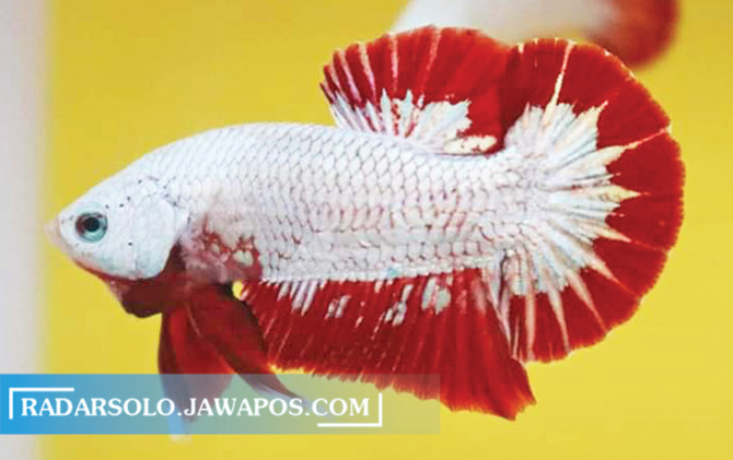 Ikan cupang jenis plakat