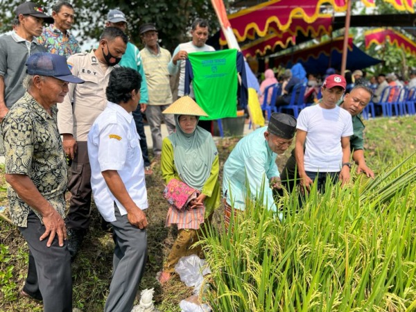 HIDUPKAN TRADISI: Petani Pelemgadung, Karangmalang, melaksanakan tradisi metil untuk memulai panen padi kemarin.  (AHMAD KHAIRUDIN/RADAR SOLO)